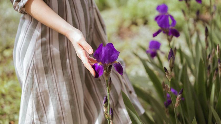 Hands touch a violet flowers